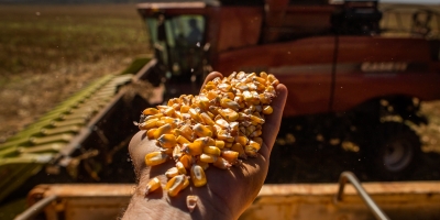 Colheita de milho de MT supera 10% da área, indica Imea