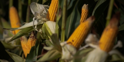 Produção de milho do Brasil tem potencial para superar a de soja, mas atual cenário coloca próxima safra em xeque
