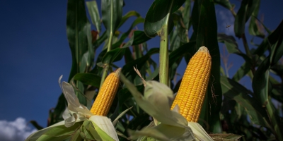 Agroconsult eleva previsão da 2ª safra de milho do Brasil, mas vê queda anual