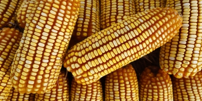 Safras & Mercado reduz previsão de colheita de milho do Brasil e vê queda anual