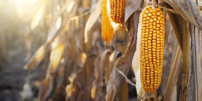 Números do USDA onda de vendas técnicas e futuros do milho recuam quase 2% em Chicago nesta quinta-feira