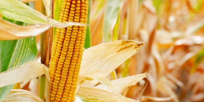 Futuros do milho seguem recuando em Chicago com mercado esperando USDA desta terça-feira