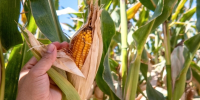 Com mercado físico limitado pela competitividade da Argentina, B3 fecha a terça-feira com futuros do milho estáveis