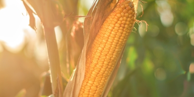 Milho sobe em Chicago nesta 2ª, com correções técnicas e leve atenção ao clima no Corn Belt