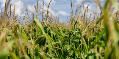 StoneX prevê safra de milho dos EUA em 16,16 bi bushels, acima do número do USDA