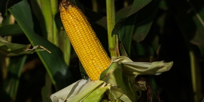 Milho Paulista: Valor da Produção Agropecuária cresce 26% em 2025