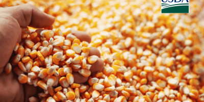 USDA informa novas vendas de milho de mais de 500 mil t nesta 2ª feira (11)
