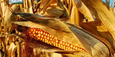 USDA informa nova venda de milho à Colômbia nesta 5ª (4)
