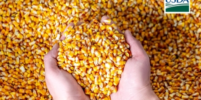 USDA informa nova venda de 105 mil t de milho nesta 2ª feira (10)