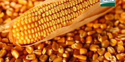 USDA informa nova venda de milho dos EUA nesta 3ª feira (9)