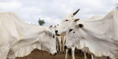 Agrobrazil: Resumo Acumulado Semanal (19/06 a 26/06)