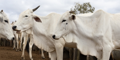 Quarta-feira na plataforma Agrobrazil apontou viés predominantemente negativo nas cotações médias de SP, MS, MT e MG