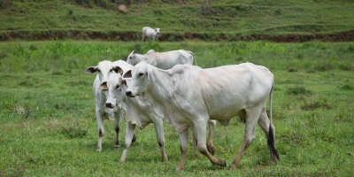 Agrobrazil: Mercado nesta quinta-feira mantém a tendência de pressão negativa