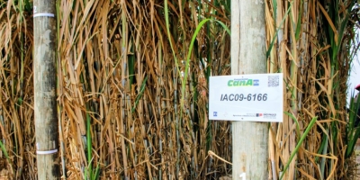 IAC apresenta novas variedades de cana e amendoim