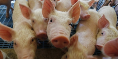 Nutrição de precisão pode reduzir custos e elevar eficiência na suinocultura