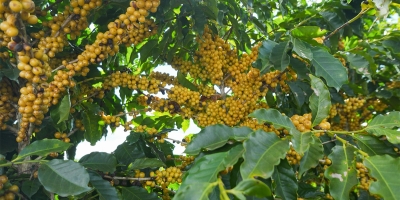 Cerrado Mineiro: colheita de café chega a 18% na área da Expocacer