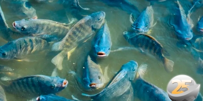 PEIXE BR manifesta preocupação com proposta dos EUA de impor nova tarifa sobre produtos brasileiros