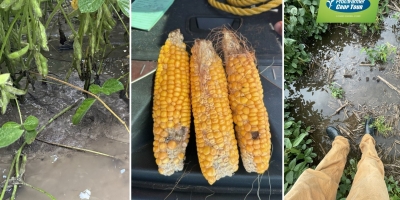 Pro Farmer Crop Tour: primeiros resultados mostram impacto do clima e colocam em xeque potencial das lavouras dos EUA