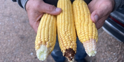 Com Pro Farmer prevendo menos produção de milho nos EUA, Chicago abre a segunda-feira em disparada