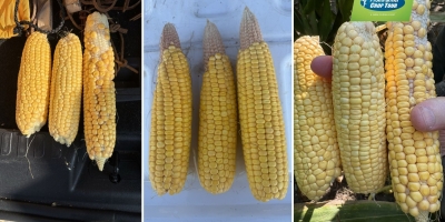 Pro Farmer Crop Tour 2026 começa com atenção ao excesso de umidade no Corn Belt