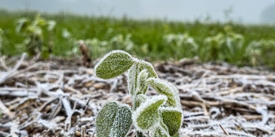 Frio extremo avança no Sul e acende alerta para geada forte em áreas produtoras