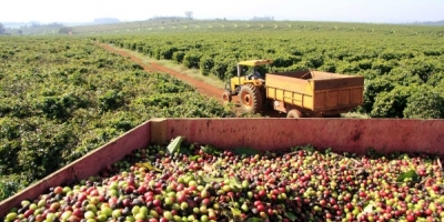 Chuvas travam colheita no Brasil e café dispara mais de 7% em Nova York nesta 3ª feira