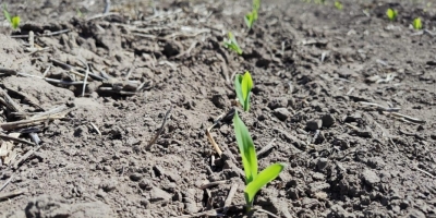 Milho verão chega a 18% plantado no Paraná enquanto produtores aguardam umidade para iniciar soja