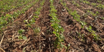 Emater projeta leve recuo na área de soja do RS, mas salto na safra 26/27