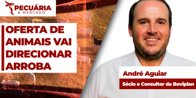 Cenário de menor oferta de animais vai direcionar preços da arroba já a partir de setembro