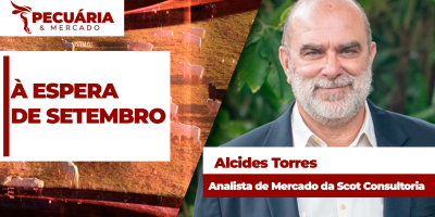 Alta da arroba deve ser retomada com a chegada de setembro, depois de uma semana marcada por pressão nos preços