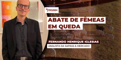 Abate de fêmeas recua quase 10% em janeiro, mas volume total de animais ainda é grande