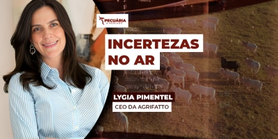 Arroba do boi para de cair, mas incertezas sobre as demandas e volume de oferta podem limitar altas