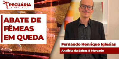 Abate de fêmeas em agosto teve queda de 31%  na comparação com mesmo período de 2025; abate total recua quase 15%