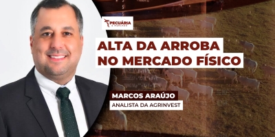 Movimento de alta da arroba do boi chega ao mercado físico com negócios de até R$330 em SP; mercado pode buscar os R$350