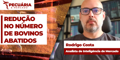 Mês de julho deve se encerrar com redução significativa no número de bovinos abatidos