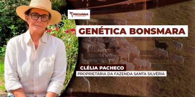 Seleção genética do Bonsmara potencializa características como adaptação, fertilidade e ganho de peso na desmama
