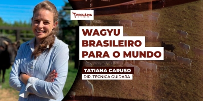 Conhecido por produzir a carne mais cara do mundo o Wagyu tem ajudado a melhorar a qualidade do rebanho brasileiro