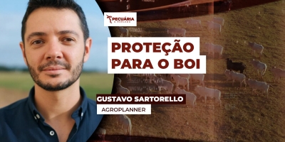 As ferramentas de proteção de preços para arroba do boi e a importância de se conhecer os custos de produção
