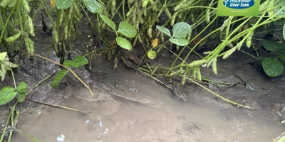 Pro Farmer registra campos inundados de soja e milho no Nebraska e produtividade do cereal menor