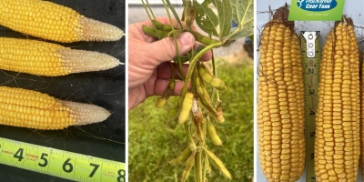 Pro Farmer: lavouras de Illinois decepcionam, enquanto milho de Iowa mostra potencial; doenças avançam na soja