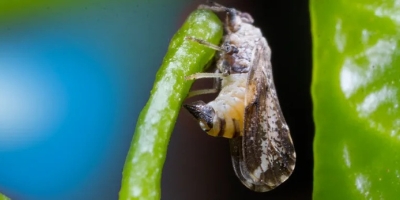 Rio Grande do Sul registra primeiros casos de greening em plantas cítricas