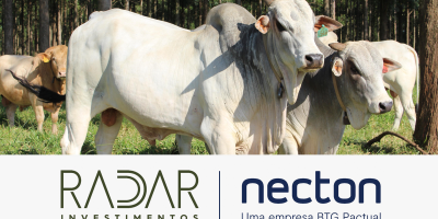 Radar Investimentos: No mercado futuro, os contratos do boi gordo negociados na B3 tiveram valorização