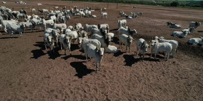 El Niño forte coloca a pecuária em alerta sanitário no segundo semestre
