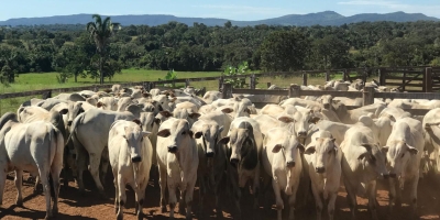 Agrobrazil: Mercado físico nesta quarta-feira apresentou acomodação de preços em praças importantes