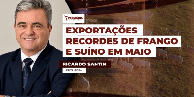 Carne de frango supera a marca de US$1 bi de faturamento em maio, carne suína também bate recorde