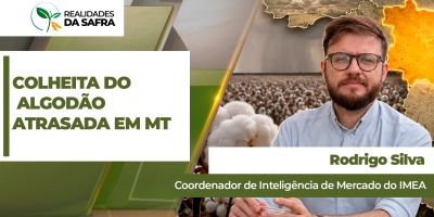 Colheita do algodão segue atrasada e ainda não chega a 1% no Mato Grosso