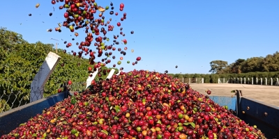 Cooperativa brasileira inova com inédita exportação de café especial naturalmente descafeinado ao Japão