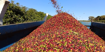 Café fecha em queda nas bolsas com realização de lucros e pressão da safra brasileira