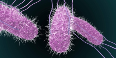Estudo revela alta resistência da Salmonella em ambientes avícolas