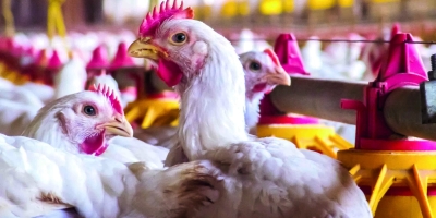 Comissões da avicultura gaúcha alinham medidas sanitárias e discutem novas exigências do mercado